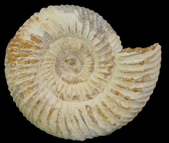 Perisphinctes Ammonite - Jurassic #68160